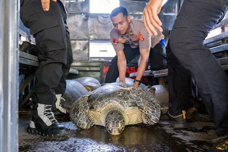 Indonesian Marine Police load 21 sea turtles into a lorry after they were taken from an illegal poacher in Denpassar, Bali. EPA 