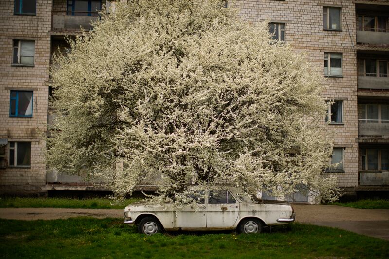 A car parked under a tree in the partially abandoned town of Chernobyl. AP 