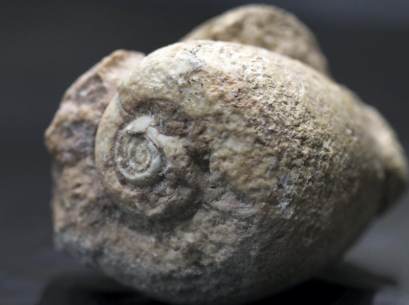 Sharjah, United Arab Emirates - July 10, 2019: Weekend's postcard section. A fossil gastropod from Mleiha, 68 million years old at the Mleiha Archaeological Centre. Wednesday the 10th of July 2019. Maleha, Sharjah. Chris Whiteoak / The National