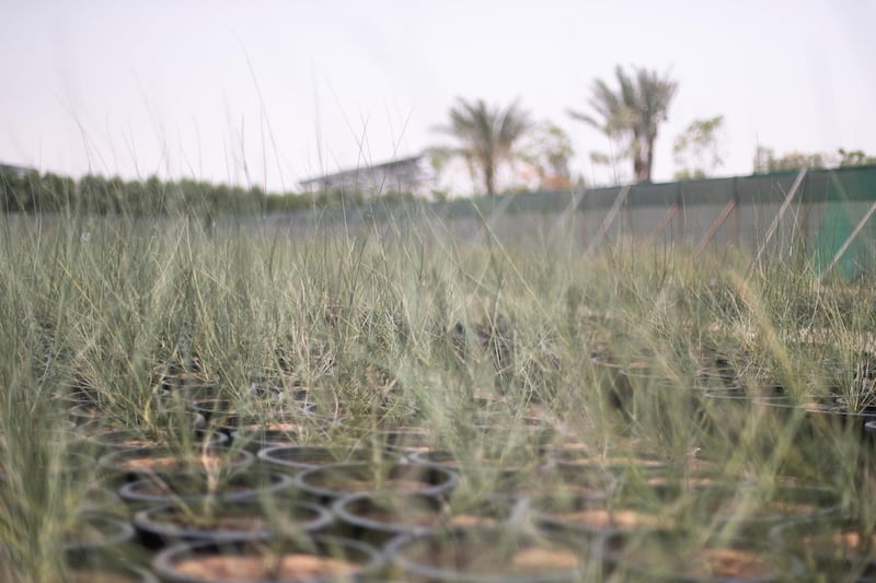 DUBAI, UNITED ARAB EMIRATES - May 30 2019.
Calligonum comosum.

Expo 2020's 22-hectare nursery home to thousands of water-efficient native and adaptive plants and trees.

Greening the 4.38 square km Expo site off Jebel Ali is a massive undertaking, with 12,157 trees and palm trees, more than 256,000 shrubs and thousands more of ornamental and flowering plants and grass.

 (Photo by Reem Mohammed/The National)

Reporter: 
Section: NA