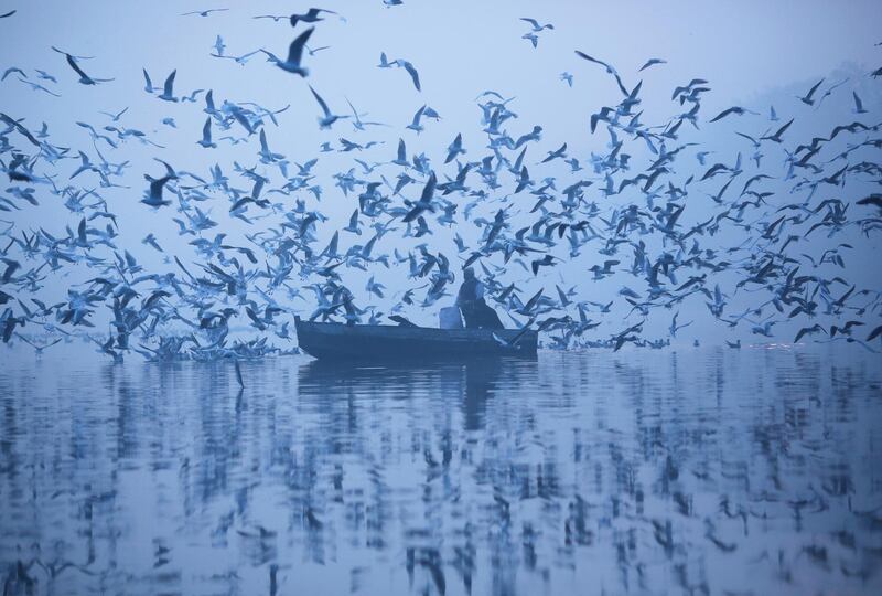 A rower feeds seagulls as he pilots a boat across the Yamuna river on a foggy winter morning in New Delhi, India. Reuters