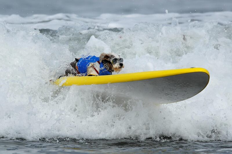 A small dog competes in the 14th annual Helen Woodward Animal Center "Surf-A-Thon". Reuters