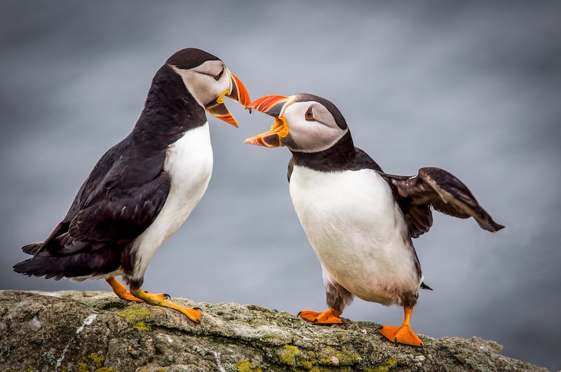 Atlantic puffins are a common site on Fair Isle, Shetland. Getty Images