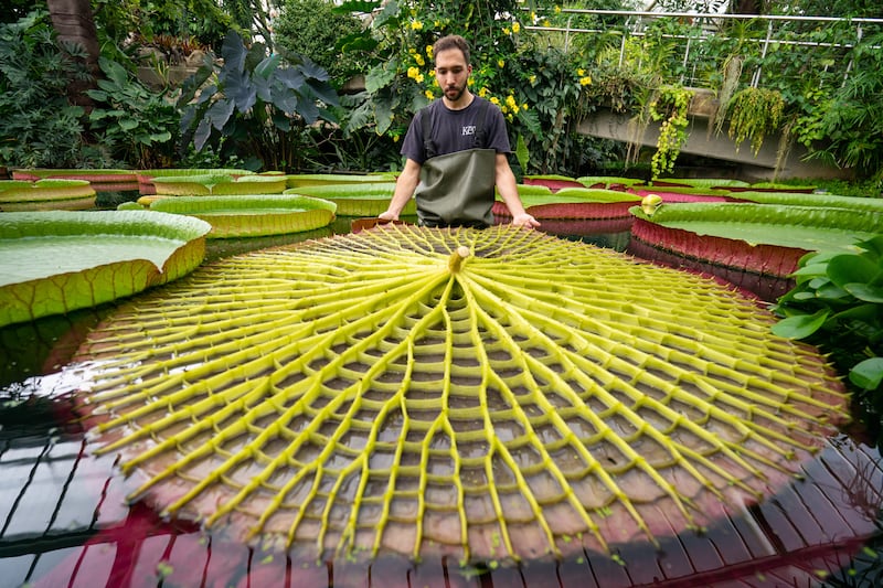 Alberto Trinco with an upturned leaf of a giant water lily at the Royal Botanic Gardens, Kew.