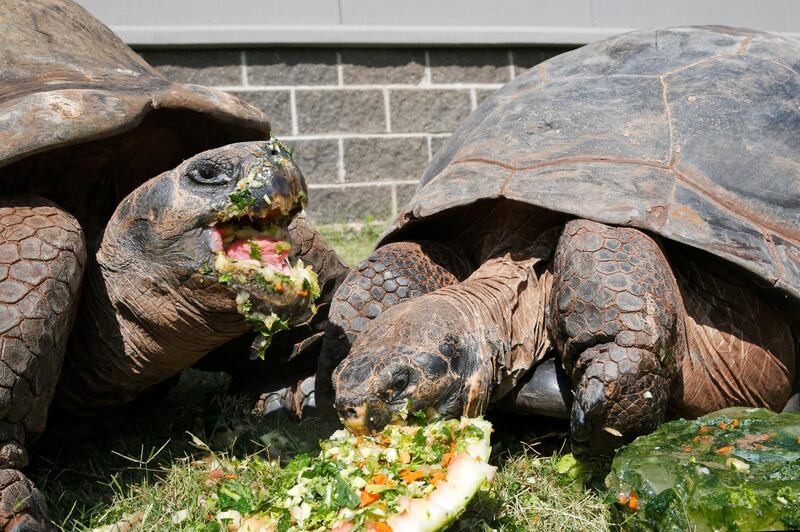 Two Galapagos tortoises bite into a frozen treat on a hot day at the Oklahoma City Zoo in Oklahoma City. AP Photo