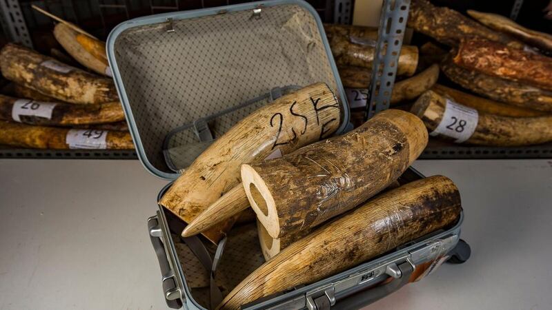 Government workers are being educated in the latest wildlife trafficking trends to help combat the trade, with ivory one of the most commonly seized products. Courtesy: TRAFFIC