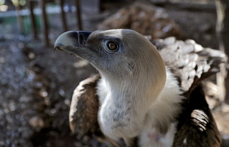 A captive vulture is one of many exotic birds being nursed back to health in the hope of being released into the wild by workers at the Animal Encounter conservation in Aley, Lebanon. AFP