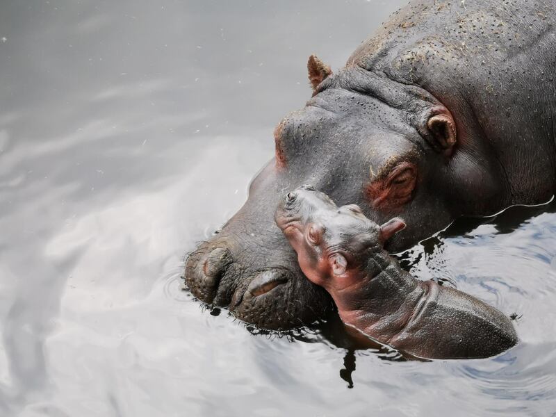 A baby hippo is seen with its mother at Zacango Zoo in Calimaya, Mexico. Reuters