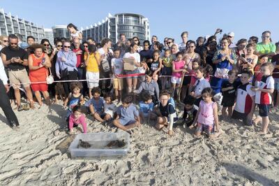 ABU DHABI, UNITED ARAB EMIRATES. 24 APRIL 2019. Turtle release at the Jumeirah at Saadiyat Island Resort. (Photo: Antonie Robertson/The National) Journalist: None. Section: National.