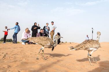 AL AIN, UNITED ARAB EMIRATES - Houbara birds upon their released at the release of 50 Houbara birds into their Habitat of the UAE desert by The International Fund for Houbara Conservation (IFHC). Leslie Pableo for The National