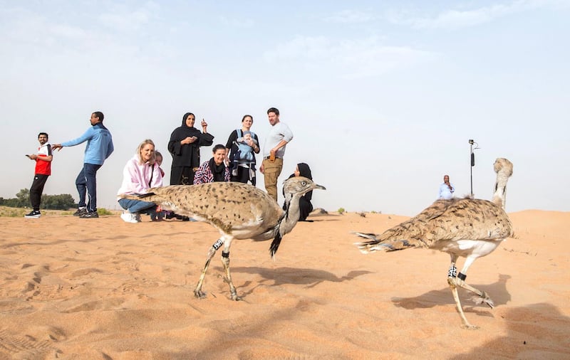 AL AIN, UNITED ARAB EMIRATES - Houbara birds upon their released at the release of 50 Houbara birds into their Habitat of the UAE desert by The International Fund for Houbara Conservation (IFHC).  Leslie Pableo for The National