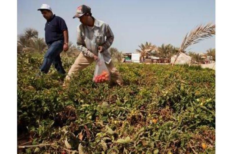 A reader says farming is viable in the UAE, but the emphasis should be on traditional crops. Razan Alzayani / The National