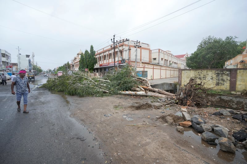 A man walks past an uprooted tree in Mandvi ahead of Cyclone Biparjoy's landfall. AP