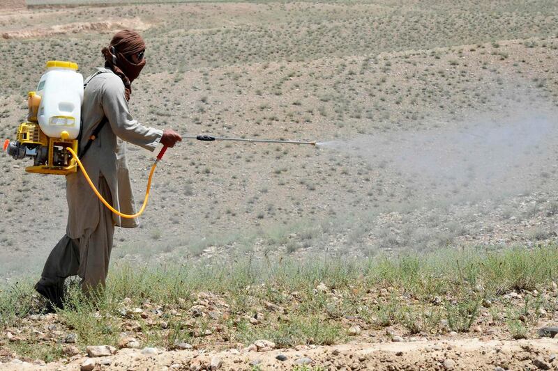 An agriculture department official sprays pesticides to kill locusts in a field in Pishin district, about 60 km from Quetta, Pakistan. AFP