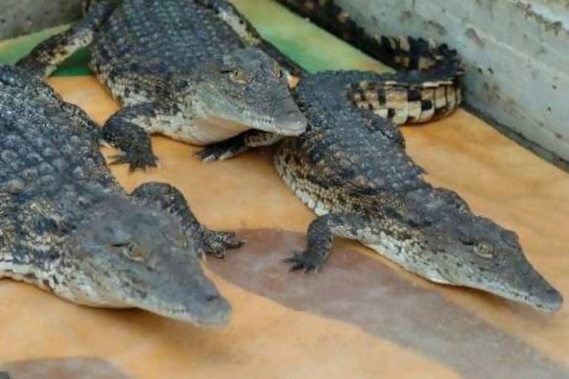 Most of the animals will be Nile Crocodiles, one of the largest species.