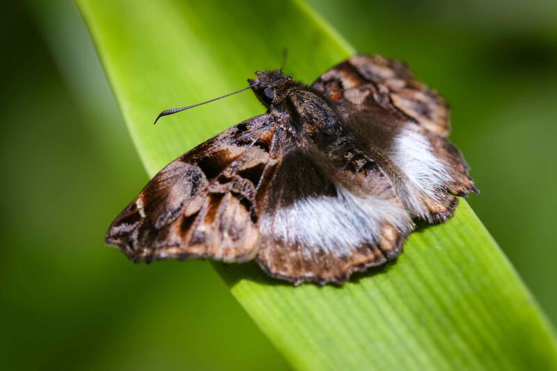 A moth 