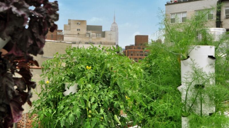 The Empire State building is visible from Bell Book & Candle's rooftop garden.