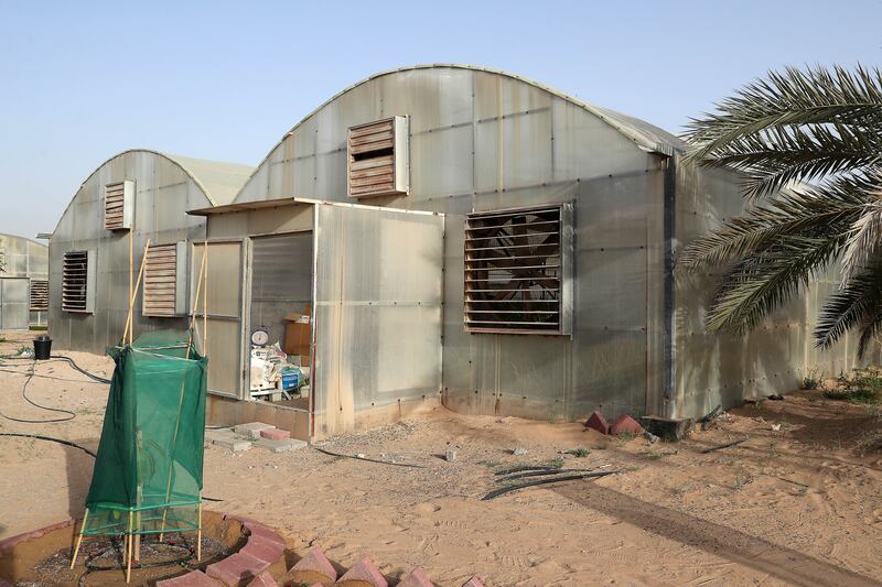 Thousands of pineapples have been grown in greenhouses at the farm in Al Aweer
