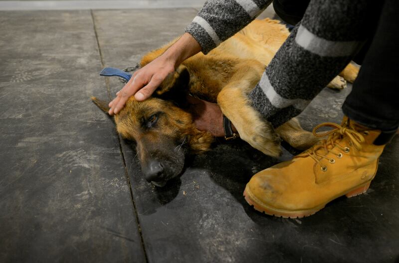 A German Shepherd dog is petted before medical treatment at Al Rawasy.