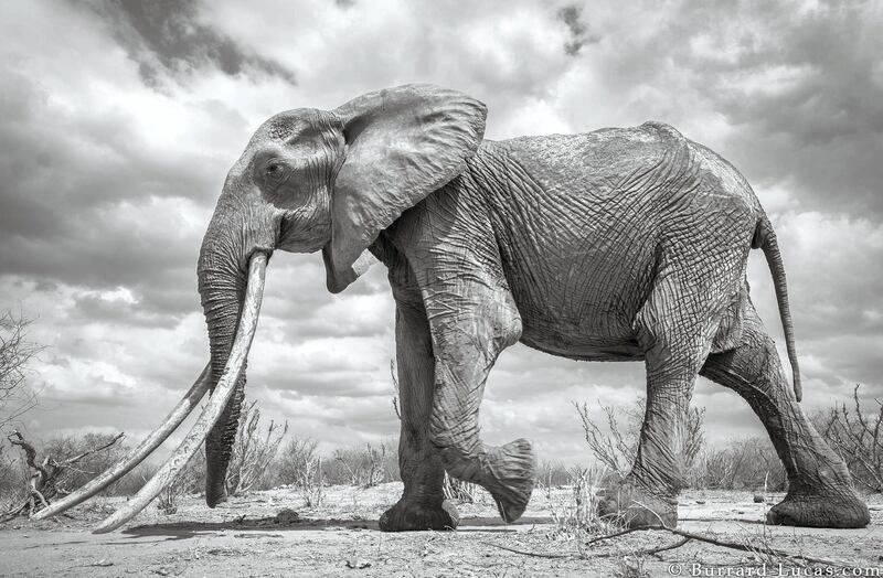 When Burrard-Lucas discovered the elephant, she was old and thin but her tusks were magnificent. Courtesy Burrard-Lucas Photography
