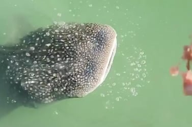 Marine experts from Environment Agency Abu Dhabi are feeding the juvenile whale shark in Al Raha krill after they noticed it lost weight. Courtesy: Environment Agency Abu Dhabi