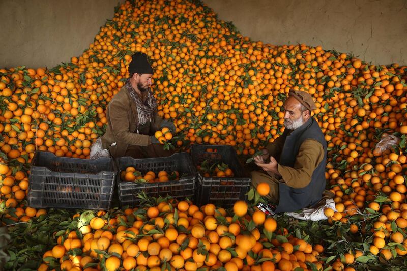 Afghan vendors sort out oranges for sale at a wholesale market in the Bati kot district in Nangarhar province, Afghanistan. The orange fruit floods markets across Afghanistan due to a bumper crop in the winter season. Oranges are rich in vitamin C, which may reduce the severity of the common cold. EPA