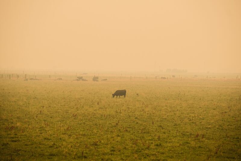 Cattle grazes in an open field covered by wildfire smoke along Arlington Road during the Dixie Fire near Taylorsville, California, US.