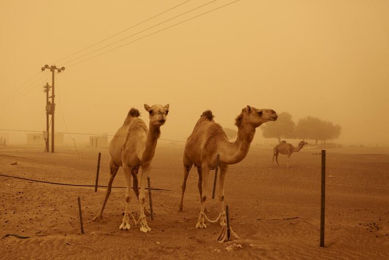 Visibility was poor on Fujairah’s roads as dust and sand was whipped into the air by strong winds. Sarah Dea / The National