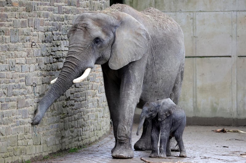 Newly-born elephant boy 'Tsavo' stands with mother 'Sweni' in the elephants' enclosure in the Wuppertal Zoo, in Wuppertal, Germany.  EPA