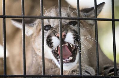 GRAY, ME - MAY 12: A young cougar shows its teeth to visitors at the Maine Wildlife Park in Gray on Thursday, May 12, 2016. (Photo by Carl D. Walsh/Portland Press Herald via Getty Images)
