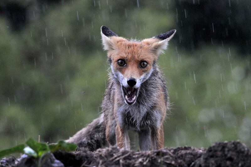 A red fox is seen during heavy rain near Pomaz, Hungary.  EPA