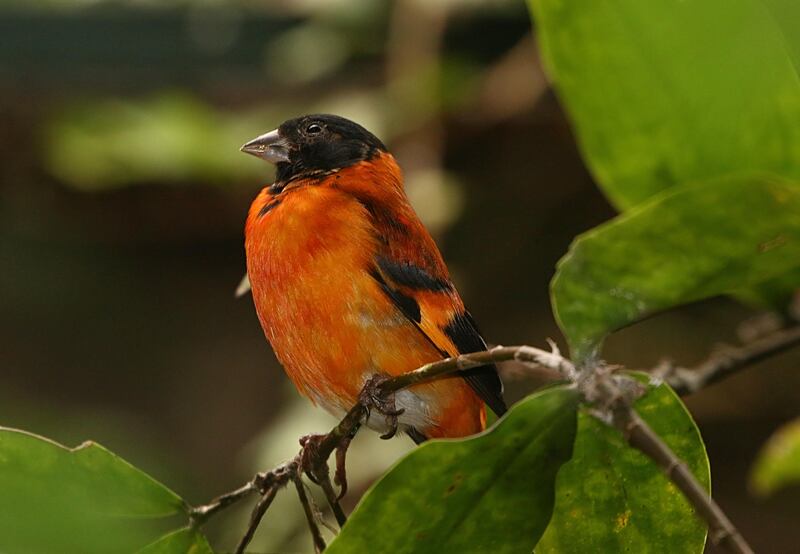 Red Siskin found in northern Colombia and Venezuela. Alamy