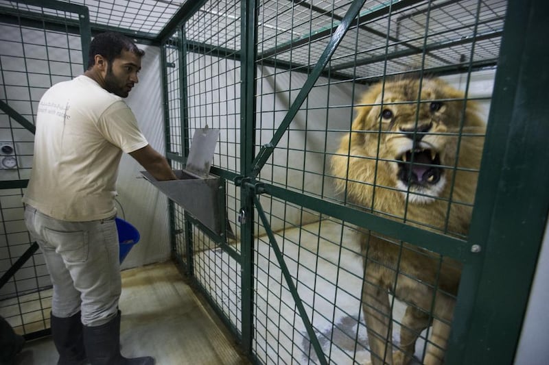 Zoo keeper Mayed Al Baloushi feeds a lion at Al Ain Zoo. Christopher Pike / The National