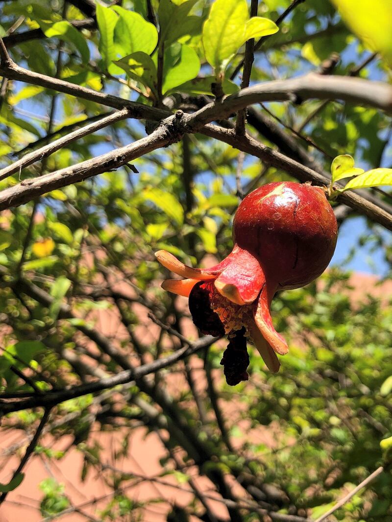 Pomegranate 