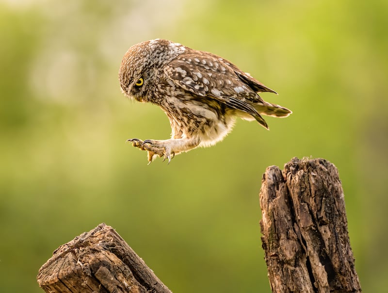 'I jump instead of flying'. Taken in Hungary. Tímea Ambrus / Comedy Wildlife 2022