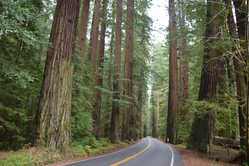 A road through a redwood forest. Photo: Rosemary Behan