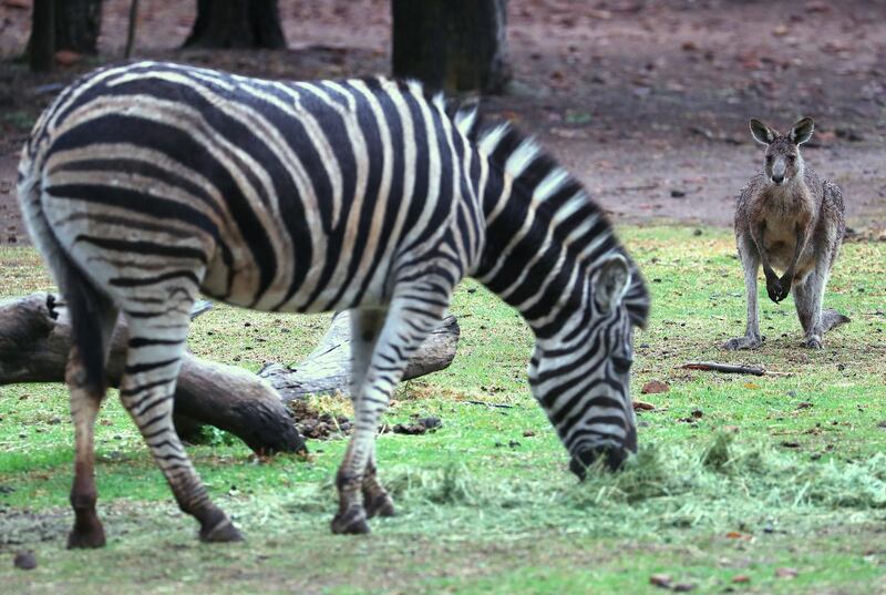 A kangaroo watches a Zebra eat hay in its enclosure at Taronga Western Plains Zoo in Dubbo, Australia. Getty Images