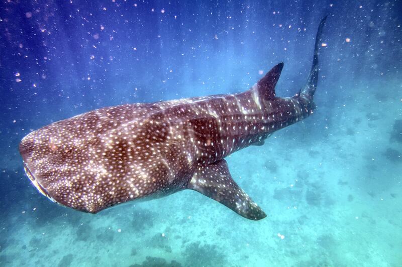 Whale Shark (Rhincodon typus)
- IUCN status: Endangered
- The world's largest living fish
- A three-year programme identified just over 400 individuals in the Arabian Gulf and Gulf of Oman. Getty Images *** Local Caption ***  wk15ap-tr-crowns-whale.jpg