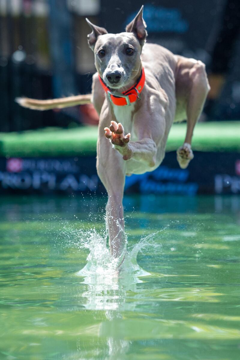 A dog jumps into a water basin during the dog diving competition in Leipzig, Germany. Jens Schlueter / Getty Images