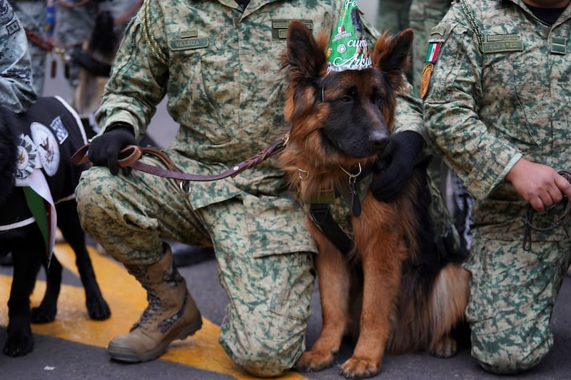 Soldier Arkadas, a German Shepherd that was donated by the Turkish government as a gesture of gratitude following the death of Mexican rescue dog Proteo during the search for survivors in last years' quake in Turkey, poses for a photo on his first birthday in Mexico City, Mexico January 7, 2024.  REUTERS / Toya Sarno Jordan