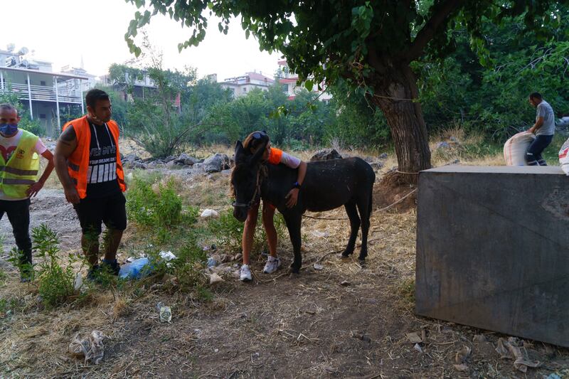 Nisa, a member of Paw Guard, with a donkey in Gundogmus, Antalya.