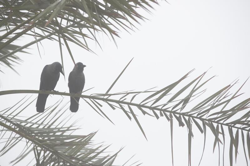 DUBAI, UNITED ARAB EMIRATES. 26 DECEMBER 2017. Early morning fog in The Greens, Dubai. Limited visibility but with conditions clearing up around 10:00am. (Photo: Antonie Robertson/The National) Journalist: None. Section: National.