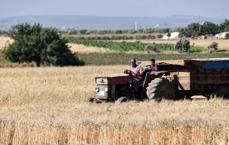 A farmer drives a tractor on his way to collect freshly harvested wheat.