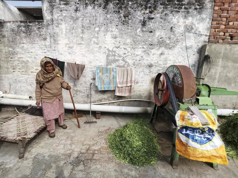 The 75-year-old woman spent her days chanting God’s name at a nearby temple but has now picked up the task of chopping feeder and feeding livestock at home in absence of her son Balwinder Singh. Taniya Dutta for The National
