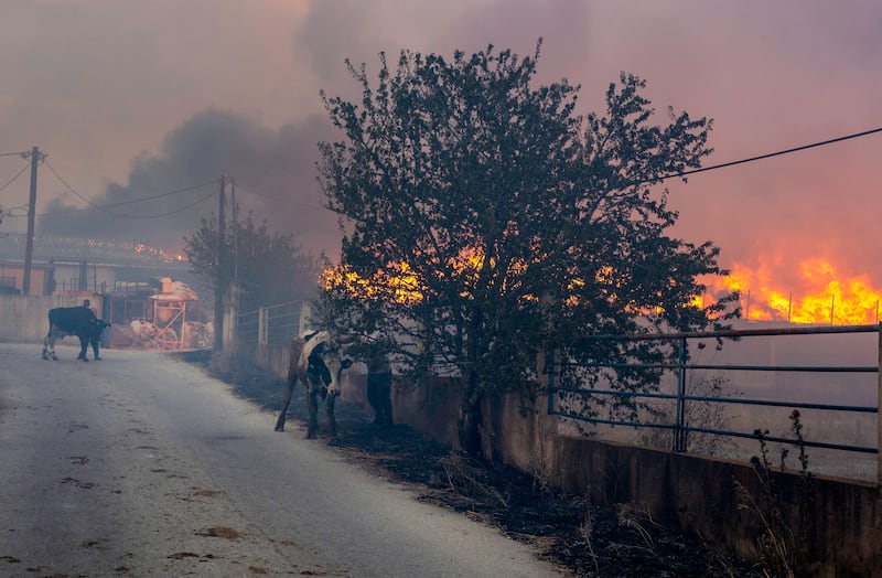 Calves try to escape the fire in Sesklo village, Greece. EPA