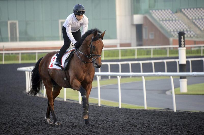 Hong Kong Derby winner Akeed Mofeed canters around the Meydan Racecourse on Thursday. Martin Dokoupil / Reuters

