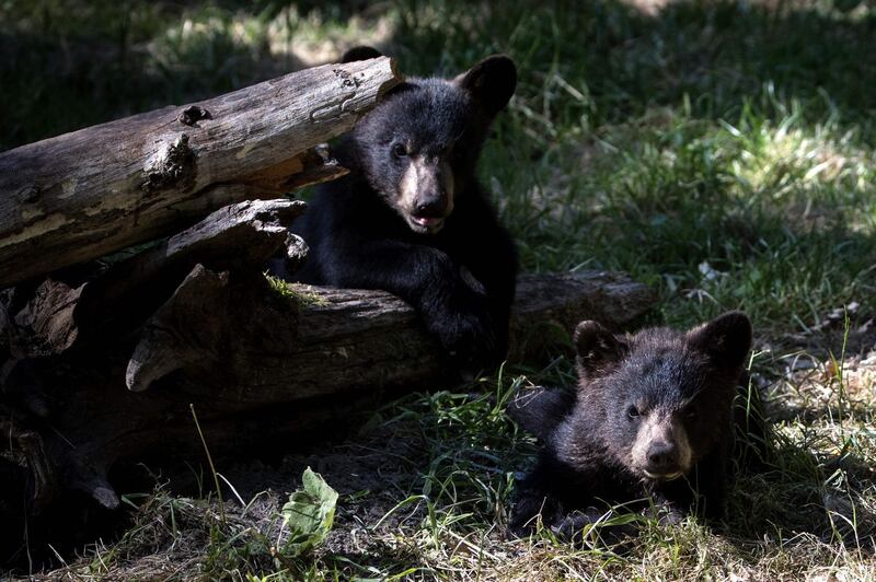 Young Baribal or American black bears are pictured at the Thoiry Zoo and Safari Park, in Thoiry, west of Paris, France. AFP