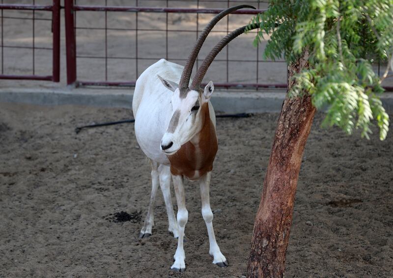 A goat at RAK Natures Treasures 