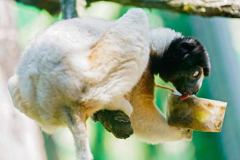 A crowned sifaka licks an ice cake in its enclosure at the zoo in Heidelberg, western Germany.  AFP