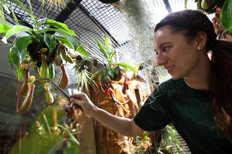 Senior biologist Katie Zimmerman feeding a tropical pitcher plant